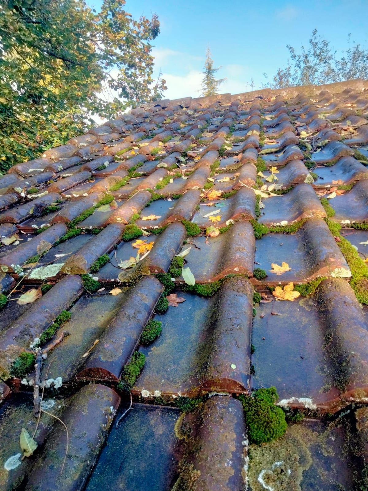 Chéneau rempli de feuilles et de débris végétaux le long d’une toiture